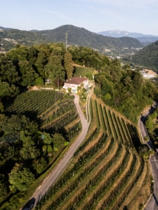 winery and vineyard copy